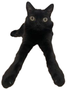 Black cat sprawled on a bed with wide alarmed eyes, captioned 'this is no laughing matter' sticker