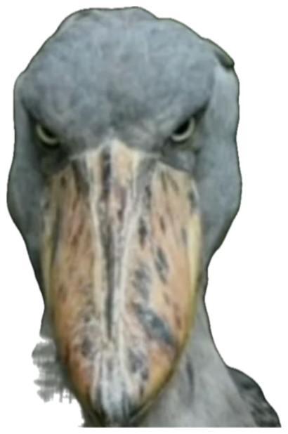 Shoebill stork glaring straight at the camera with a grumpy, judging stare sticker