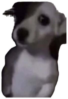 Small white and black dog staring intensely into the camera in the dark sticker