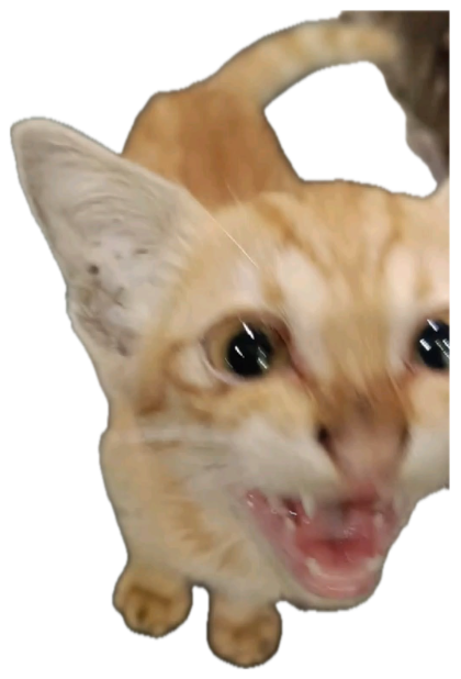 Orange kitten yelling open-mouthed directly at the camera with intense wide eyes sticker