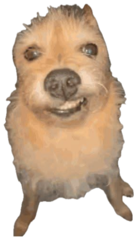 Fluffy tan dog grinning with teeth showing, looking suspiciously thrilled about something sticker