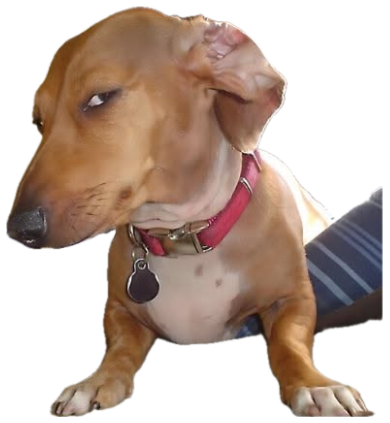 Dachshund giving a sharp sideways glare from its comfy spot on the bed sticker