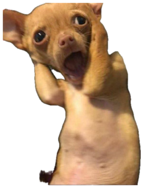 Tiny Chihuahua puppy on its back with mouth wide open in full existential crisis mode sticker