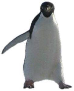 Penguin marching across the snow brandishing a machete like it means business sticker