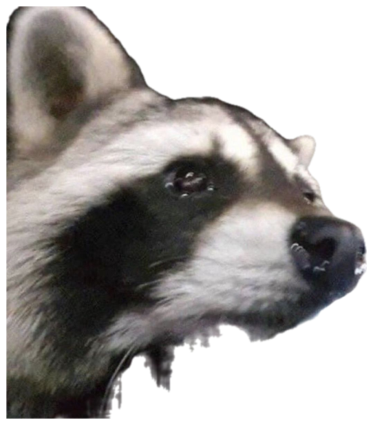 Raccoon peering through a car window with intense, unblinking eyes sticker