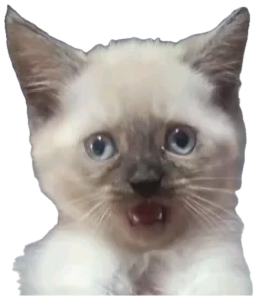 Wide-eyed siamese kitten caught mid-meow looking utterly startled sticker