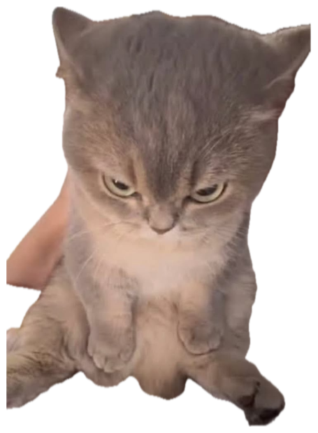 Gray kitten held up with narrowed eyes and a grumpy, annoyed scowl sticker