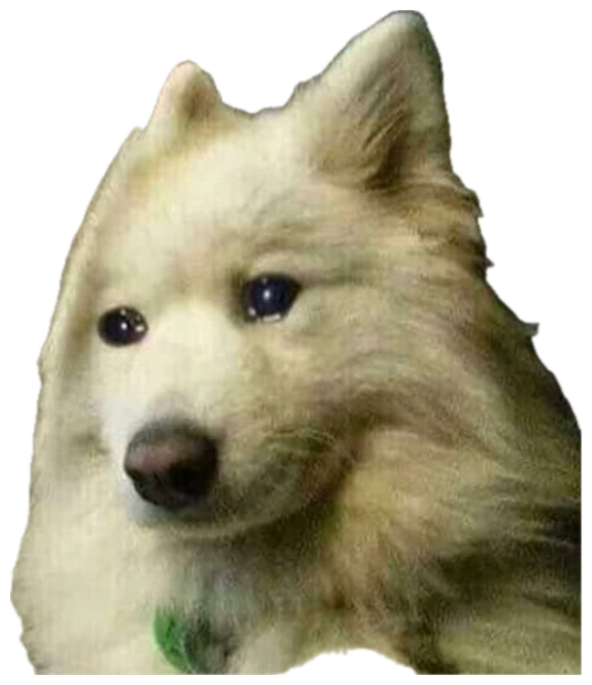 Fluffy Samoyed pressed against glass with shiny, soulful eyes looking utterly heartbroken sticker
