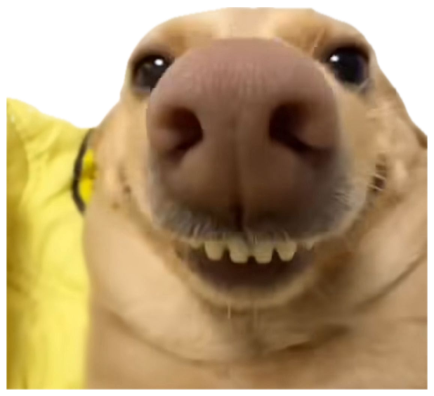 Extreme close-up of a yellow lab flashing its bottom teeth in a goofy grin sticker