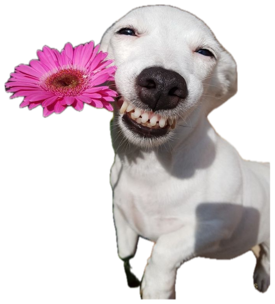 White dog grinning wide next to a pink flower in the sun sticker