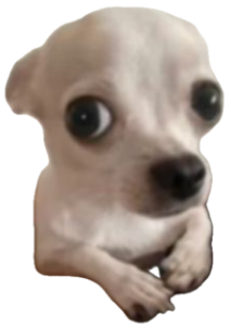 Tiny chihuahua with huge startled eyes staring wide at the camera sticker