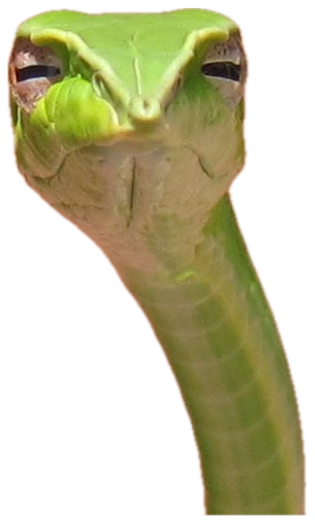 Green snake staring straight into the camera with maximum suspicious side-eye sticker