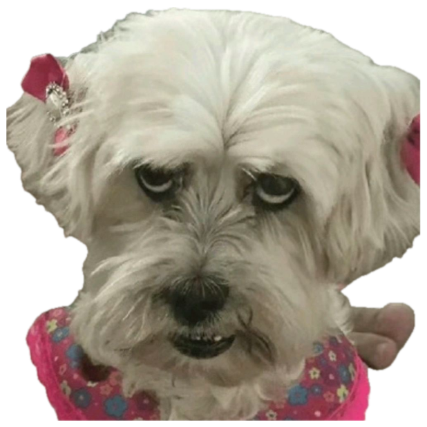 Fluffy white dog in a pink bow and dress glaring with barely concealed fury sticker