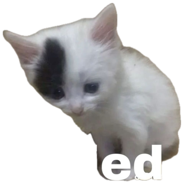 Tiny black-and-white kitten with sad downcast eyes captioned 'not funny i cried' sticker