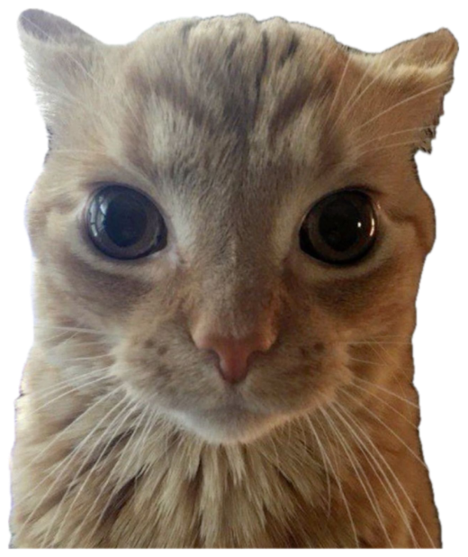 Orange tabby cat staring with enormous wide-open eyes, deeply unsettled sticker