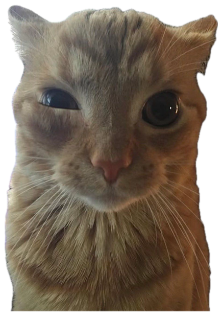 Orange tabby cat with one eye half-shut giving a very skeptical side-eye look sticker