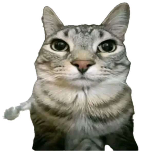 Silver tabby cat staring directly at the camera with enormous intense eyes sticker